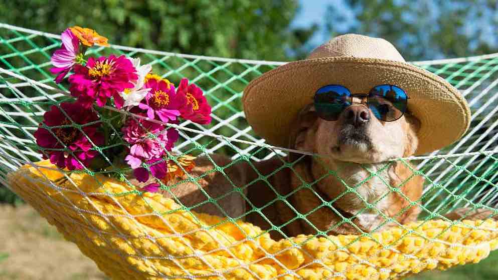Dog on holiday promoting the rabies vaccine
