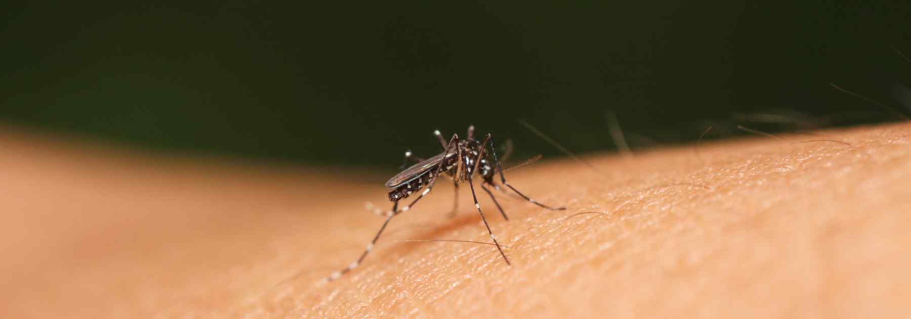 malaria-disease